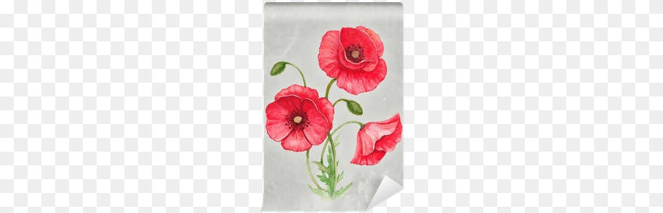 Watercolor Illustration Of Poppy Flower Wall Mural Flor De Amapola Dibujo, Plant Free Png