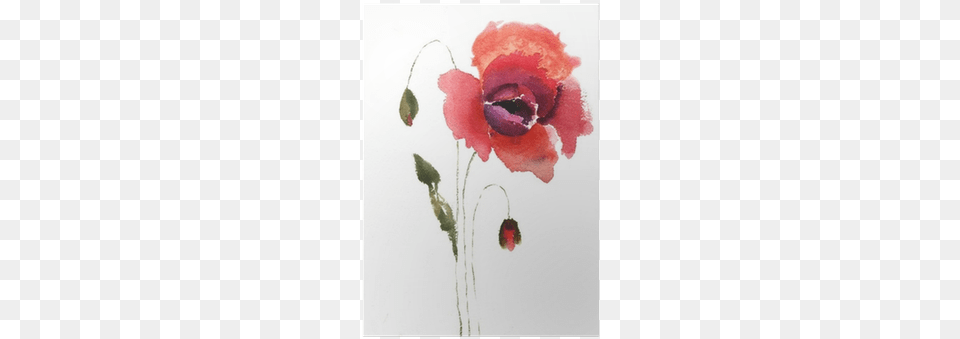 Watercolor Illustration Of Red Poppy Flower Poster Hobbitholeco 39red Tall Flowers Ii39 Multicolored Canvas, Art, Painting, Plant, Petal Png