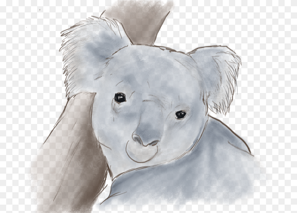 Watercolor Koala Clipart Koala, Baby, Person, Animal, Wildlife Free Png Download