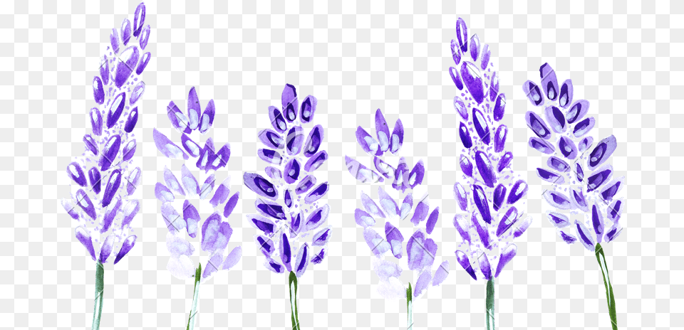 Watercolor Lavender, Flower, Plant, Lupin, Purple Free Transparent Png