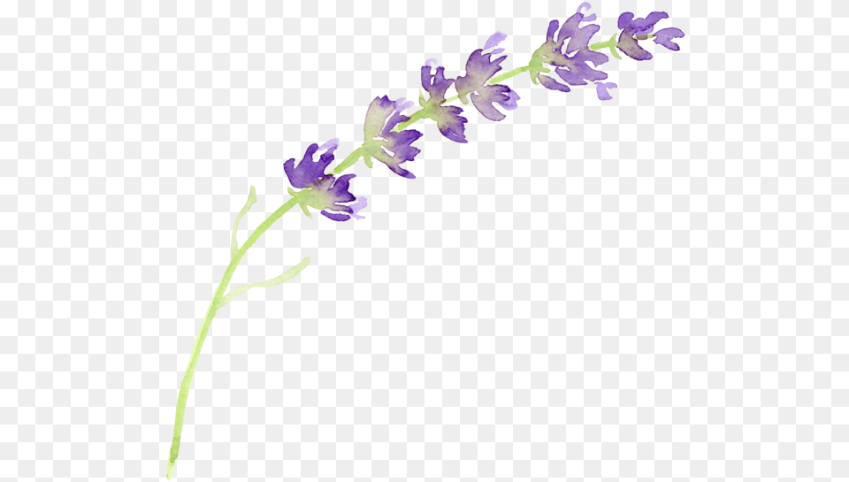 Watercolor Lavender Transparent Transparent Lavender Clip Art, Flower, Plant, Purple, Acanthaceae Png