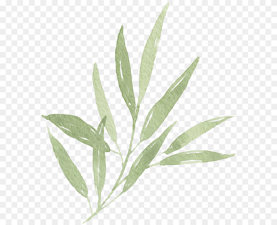 Watercolor Leaf Branch 01 Watercolor Leaves Transparent Olive Leaf, Herbal, Herbs, Plant, Hemp Png Image