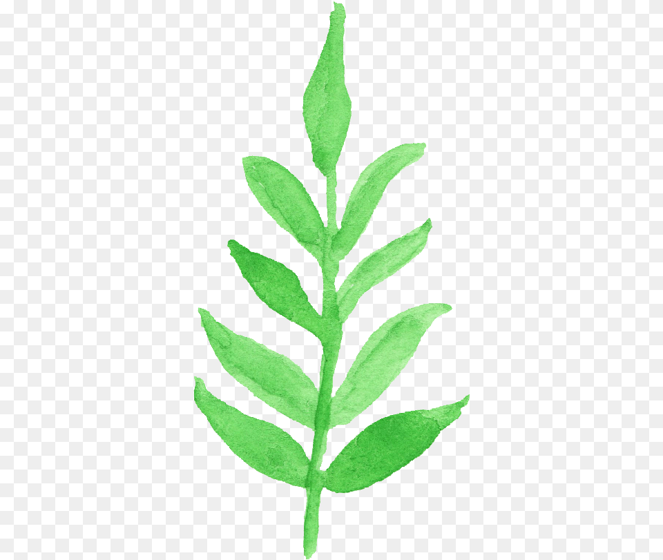 Watercolor Leaf Clipart, Herbal, Herbs, Plant, Astragalus Free Png Download