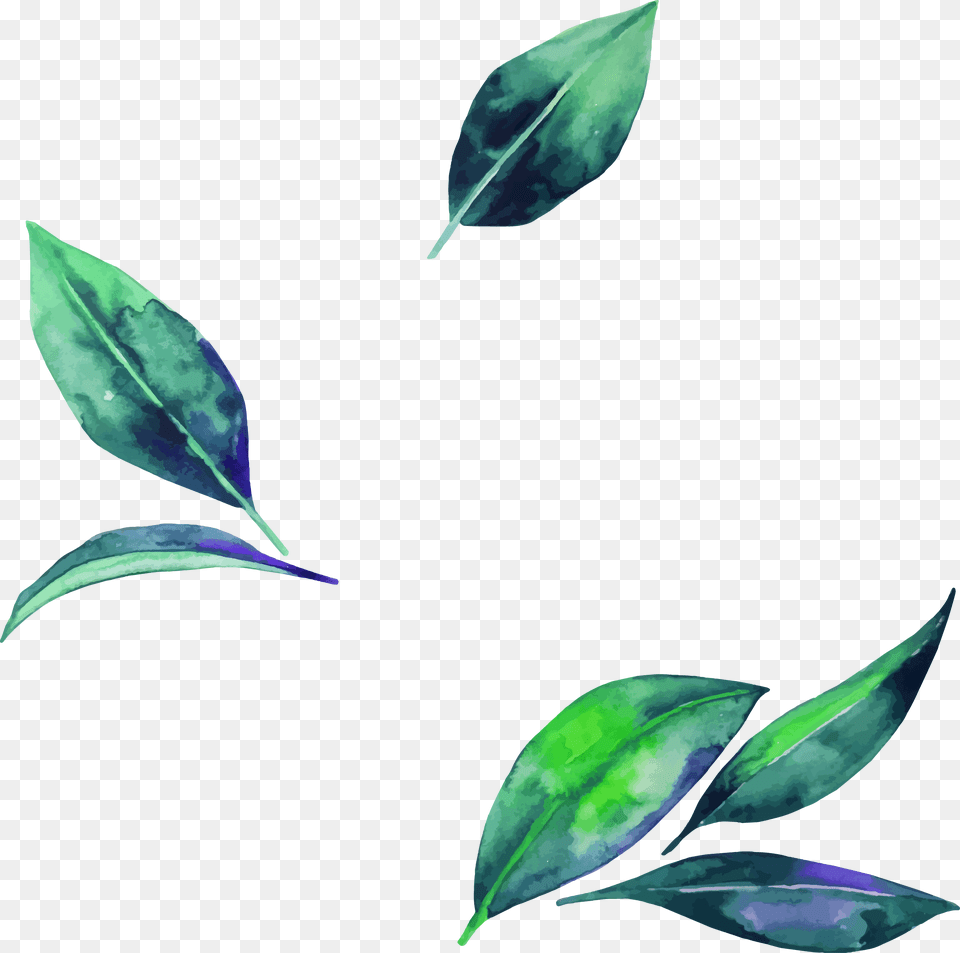 Watercolor Leaf Clipart Transparent Background Leaves, Plant, Flower, Tree, Annonaceae Free Png Download