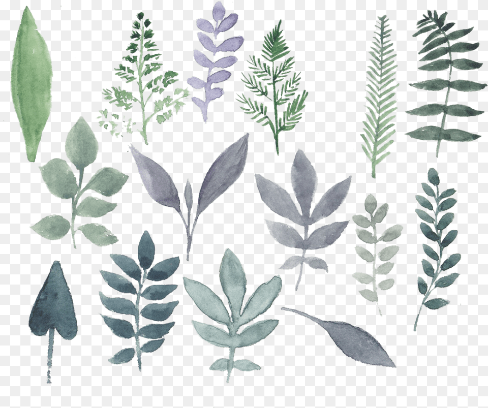Watercolor Leaf Flower Design, Herbs, Astragalus, Herbal, Plant Png Image