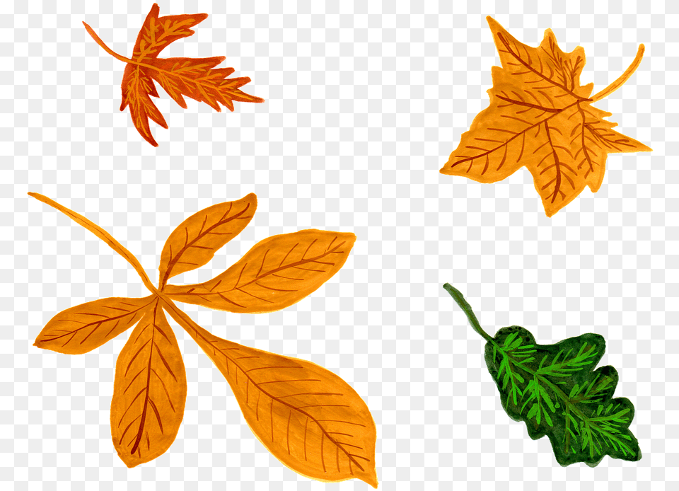 Watercolor Leaf Leaves Autumn Watercolor Isolated, Plant, Tree, Maple Leaf, Maple Free Transparent Png