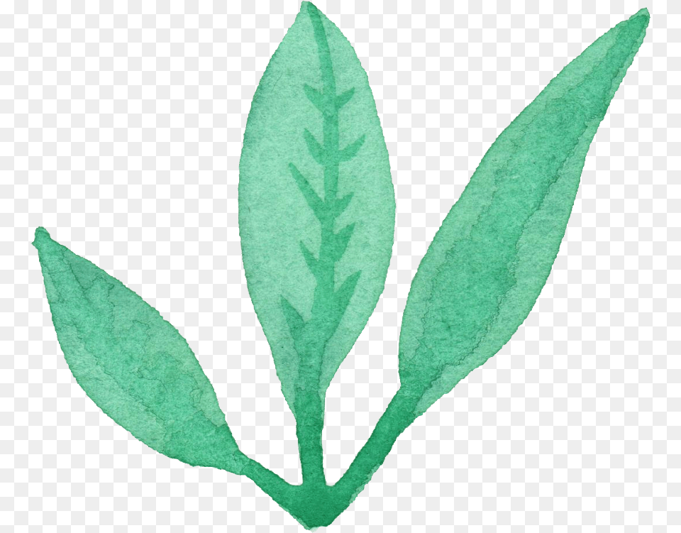 Watercolor Leaf Leaves Watercolor, Herbal, Herbs, Plant, Flower Free Transparent Png