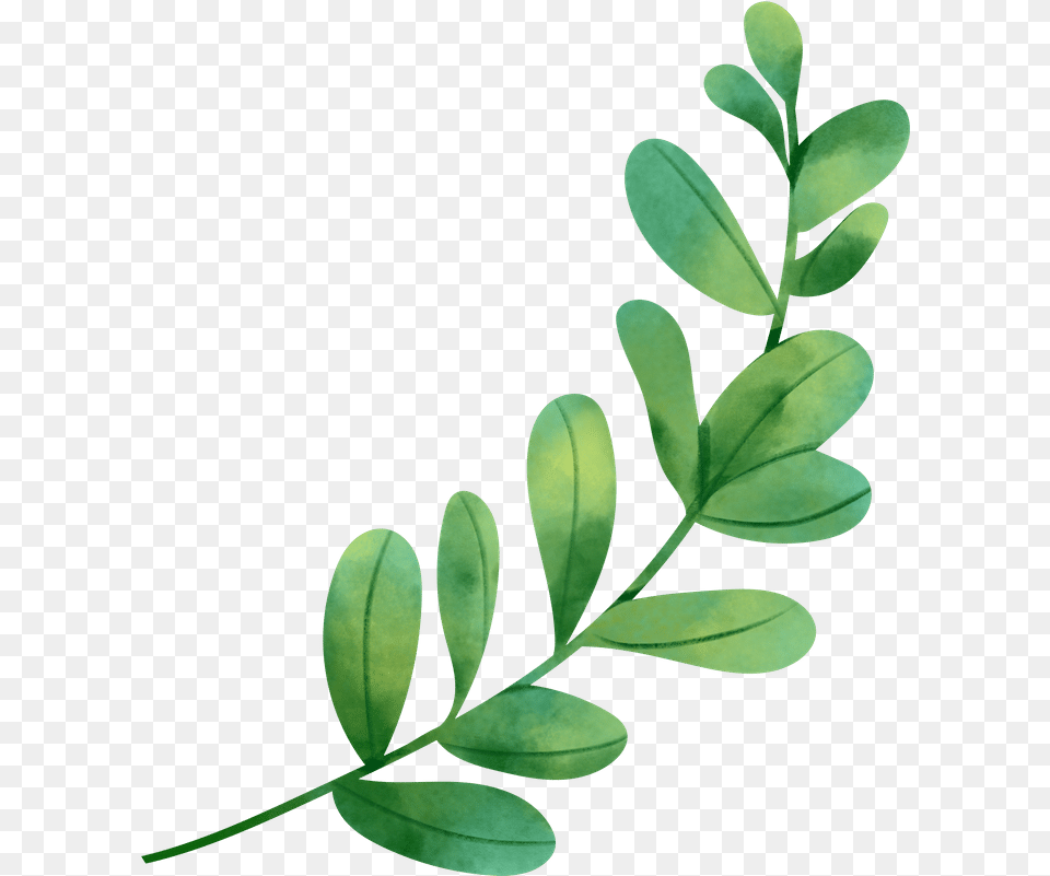 Watercolor Leaf Object Shawol, Herbal, Herbs, Plant, Flower Png