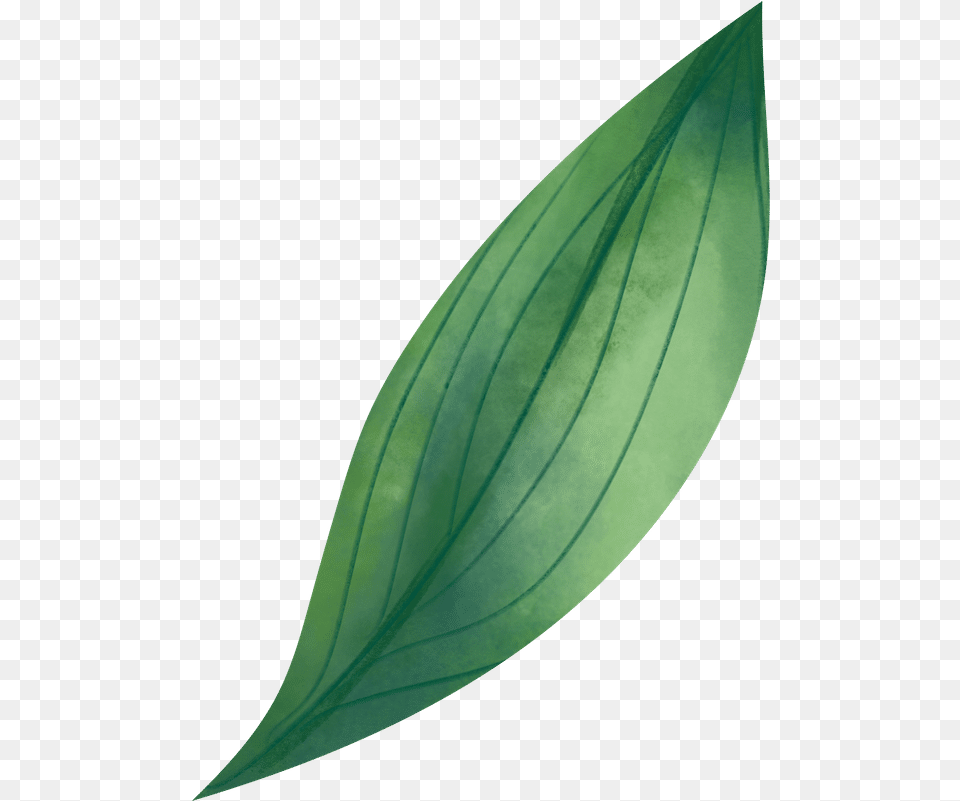 Watercolor Leaf Photos By Canva Illustration, Plant, Flower, Animal, Bird Png