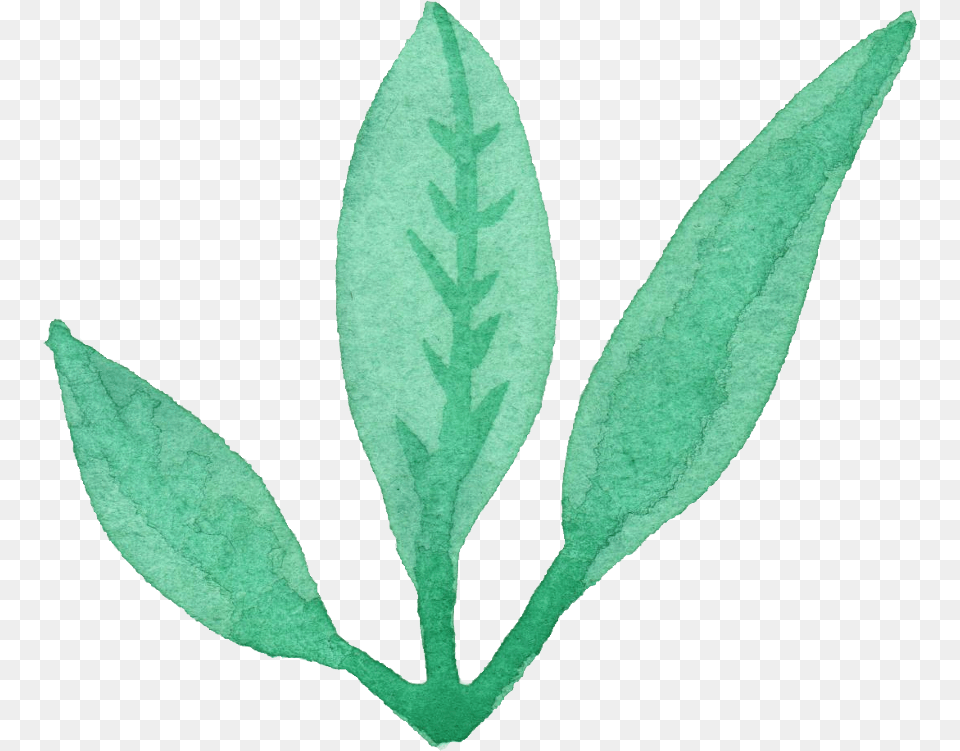 Watercolor Leaf Transpa Vol 3 Onlygfx Com Leaves Watercolor, Herbal, Herbs, Plant, Flower Free Transparent Png