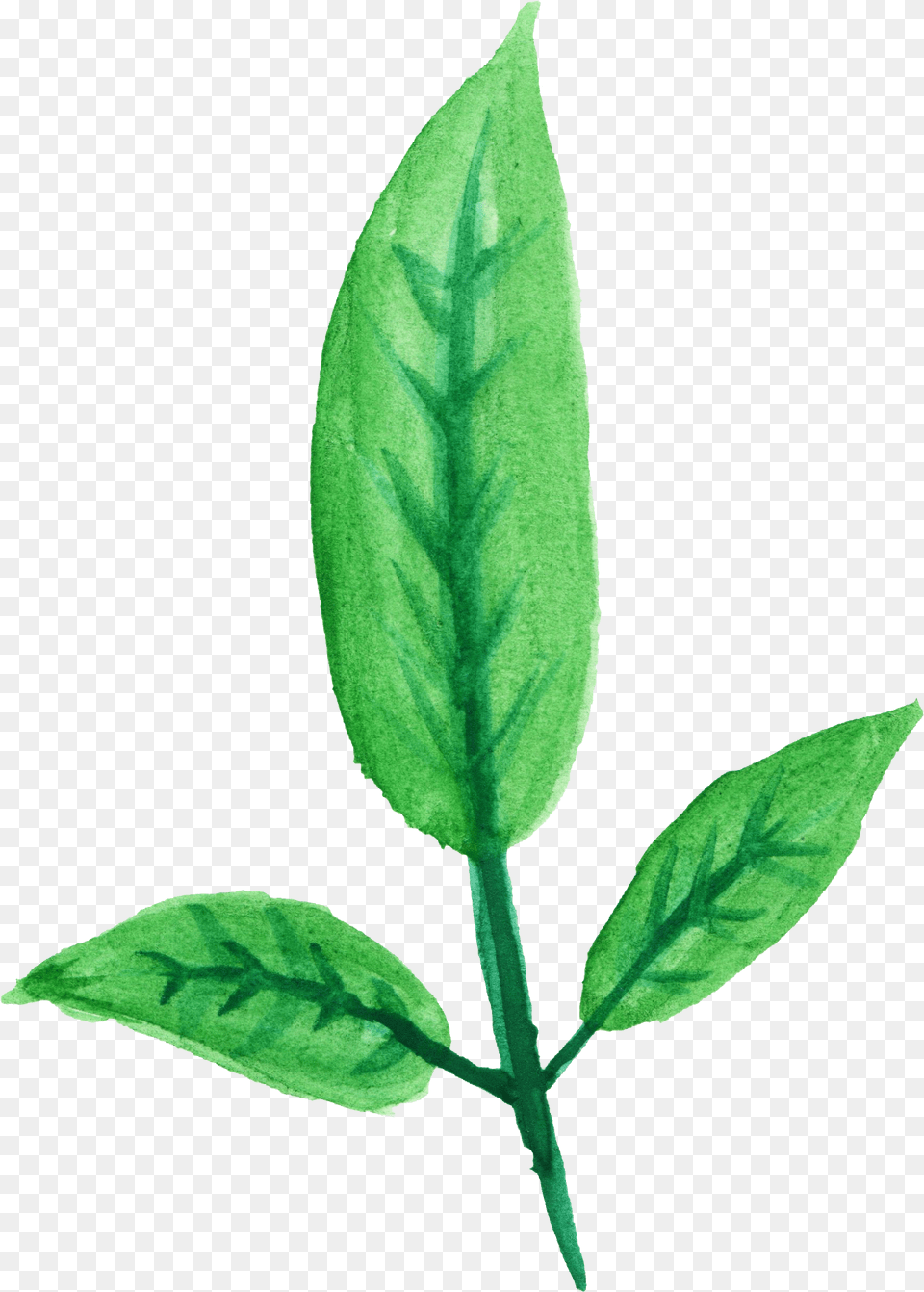 Watercolor Leaf Transparent Vol 2 Onlygfxcom 2 Leaves With Stem, Plant, Annonaceae, Tree Png Image