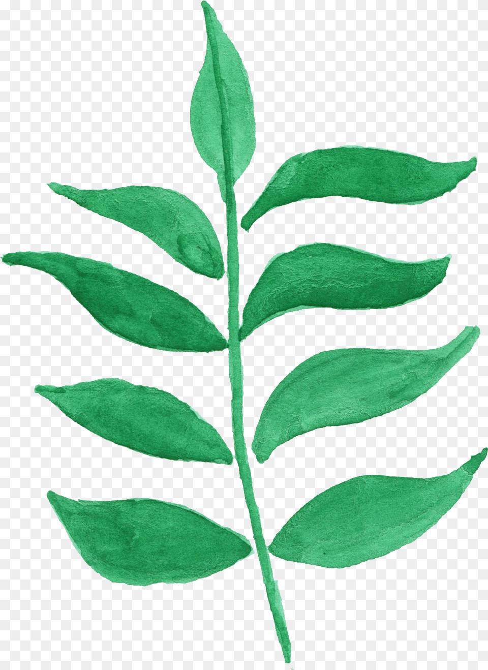 Watercolor Leaf Transparent Vol 2 Onlygfxcom Ilex Decidua, Herbal, Herbs, Plant, Annonaceae Free Png