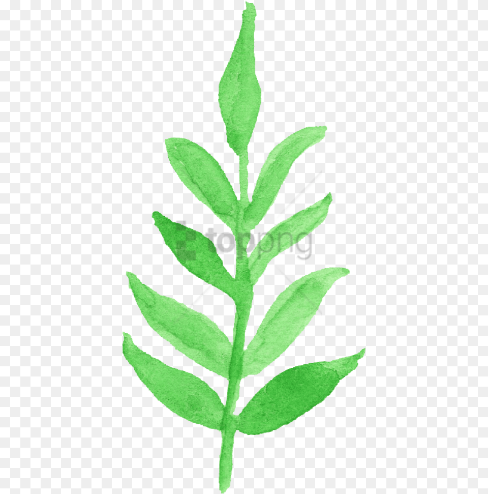 Watercolor Leaf Transparent Vol 2 Onlygfxcom Watercolor Transparent Leaves Clipart, Herbal, Herbs, Plant, Grass Free Png Download