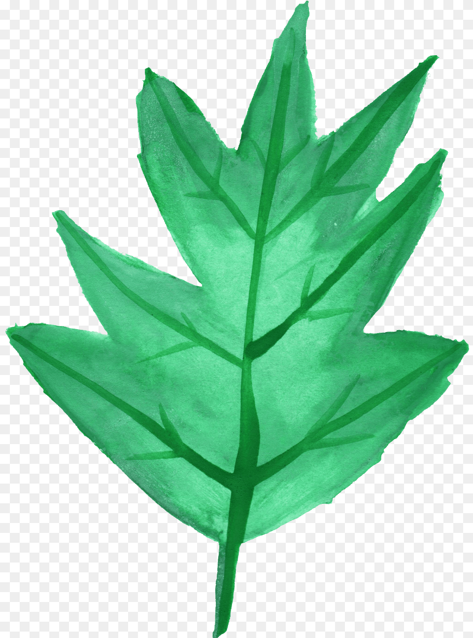 Watercolor Leaf Vol 3 Onlygfxcom Maple Leaf, Plant, Tree Free Transparent Png