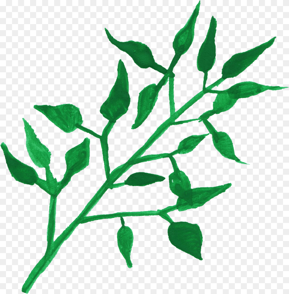 Watercolor Leaf Transparent Vol 4 Onlygfxcom Transparent Watercolor Plants, Grass, Herbal, Herbs, Plant Free Png Download