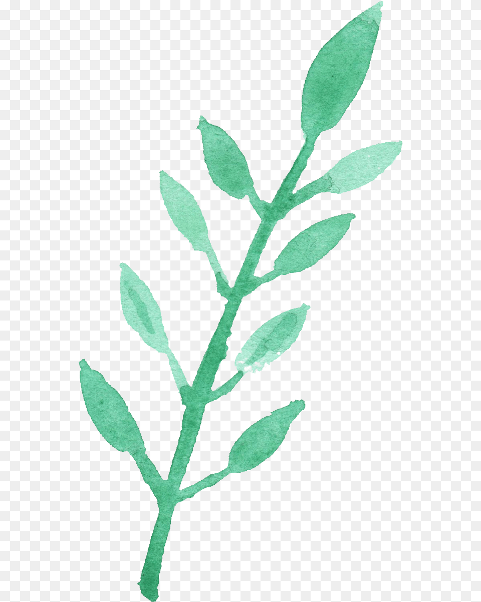 Watercolor Leaf Vol Watercolor Leaves Green, Grass, Plant, Herbs, Herbal Png Image