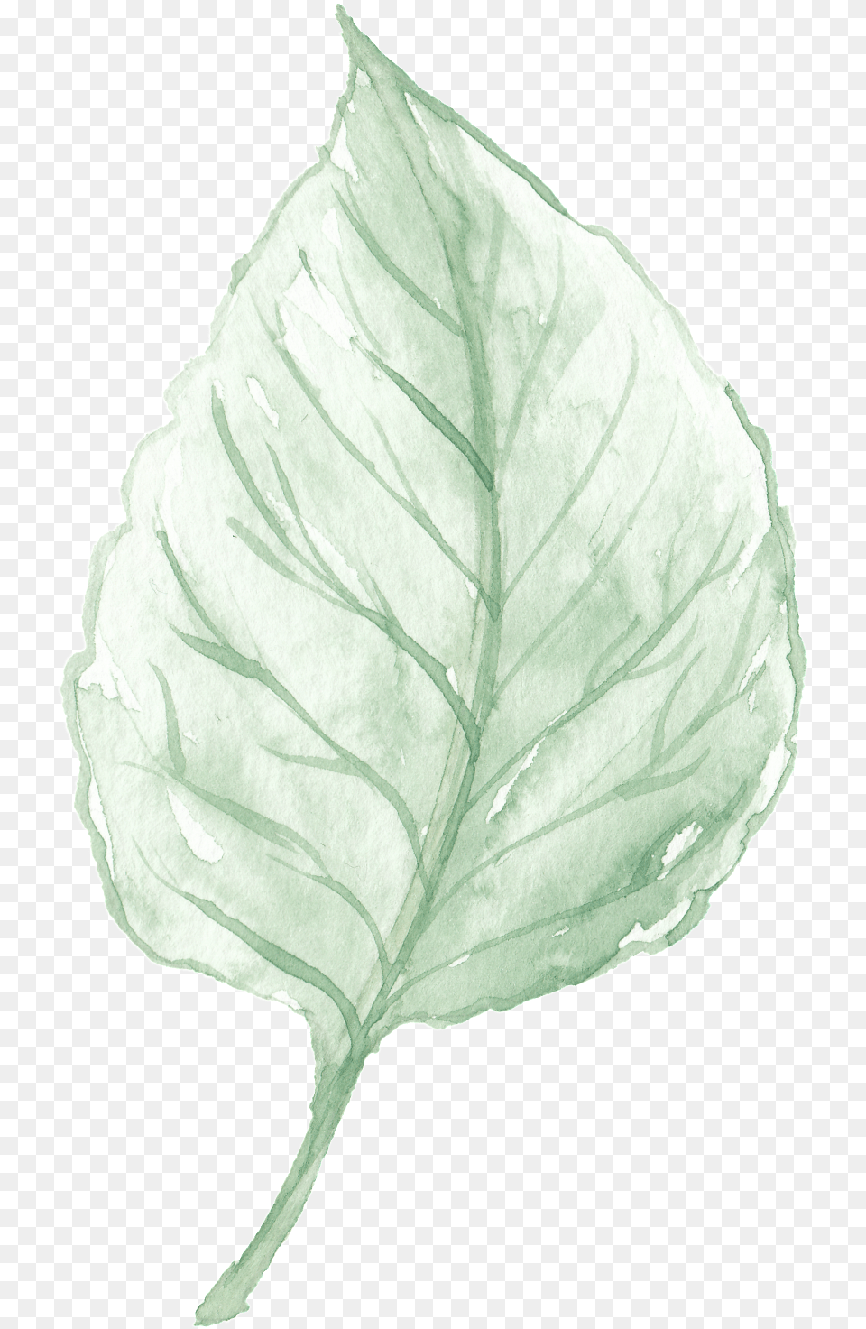 Watercolor Leaves Are From Material Leaf, Plant Free Transparent Png