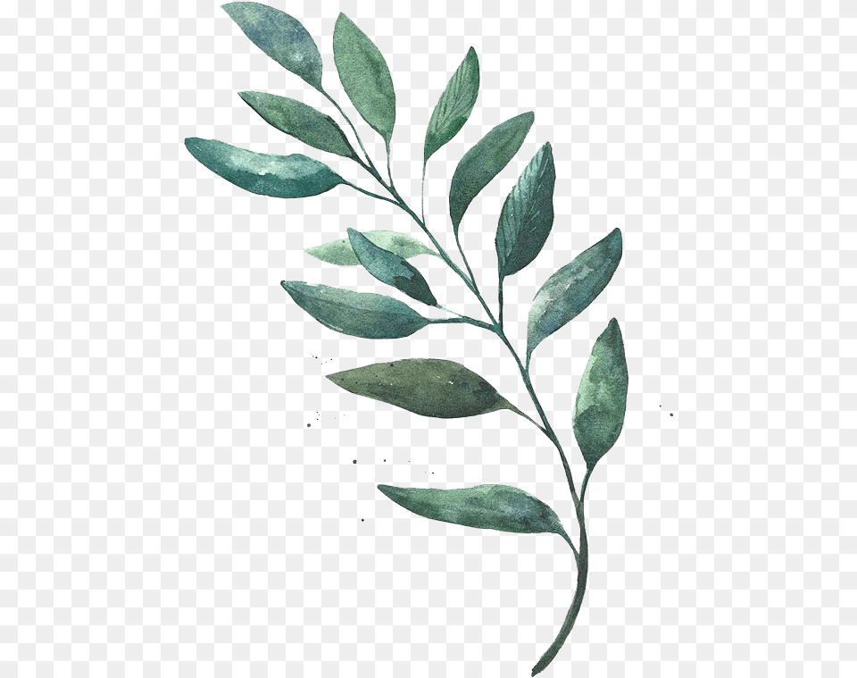 Watercolor Leaves Download Watercolor Green Leaves, Herbal, Herbs, Leaf, Plant Free Png