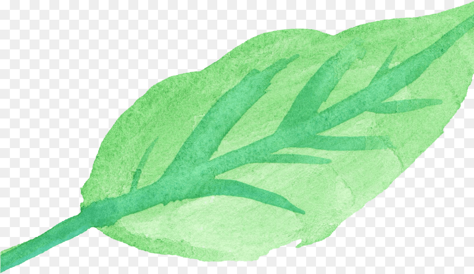 Watercolor Leaves For Download, Leaf, Plant, Herbal, Herbs Png Image