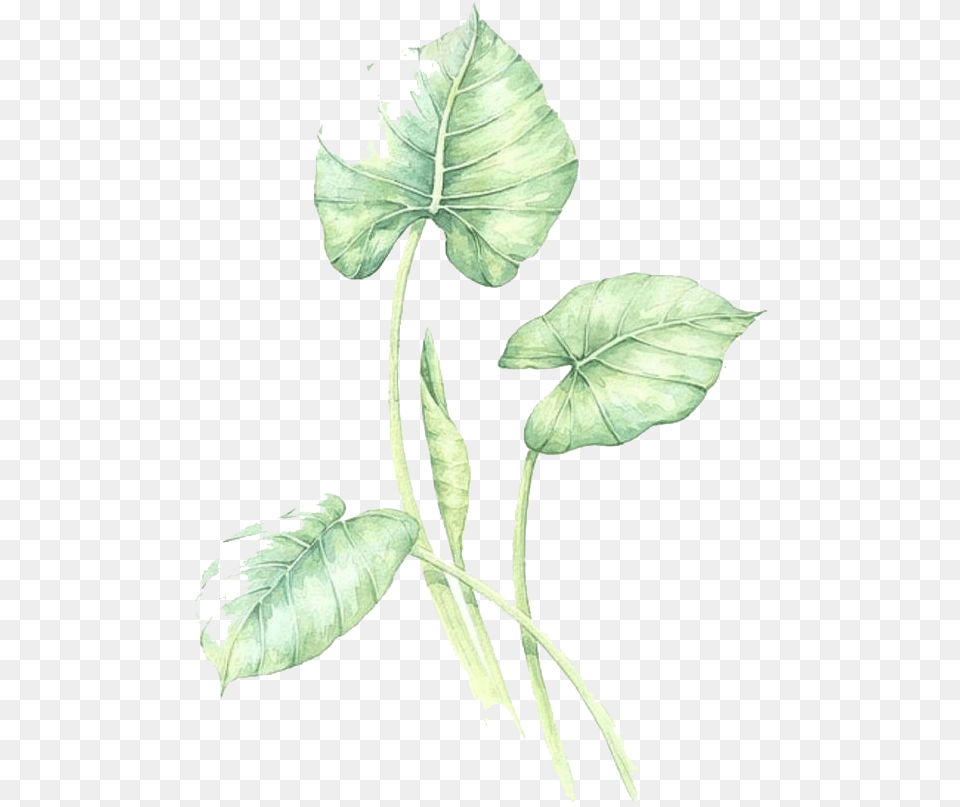 Watercolor Leaves Green Hq Anthurium, Herbal, Herbs, Leaf, Plant Free Transparent Png