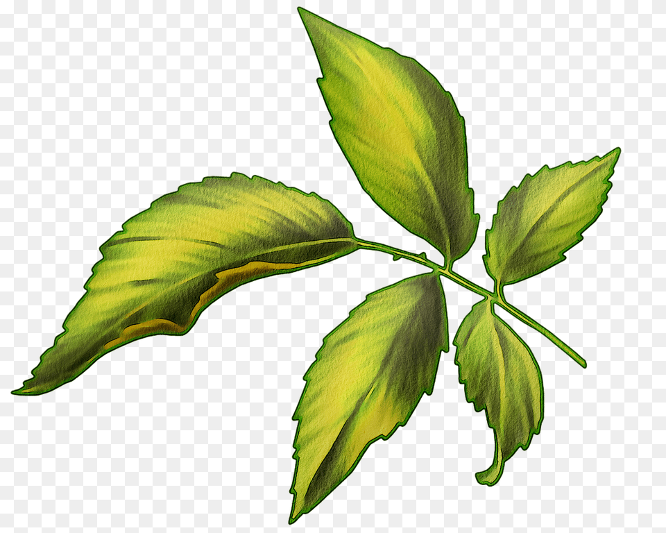 Watercolor Leaves Green Leaf Image On Pixabay Illustration, Plant, Tree, Annonaceae, Herbal Png