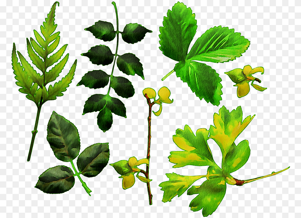 Watercolor Leaves Green Leaf Maidenhair Fern, Herbs, Plant, Bud, Flower Free Png