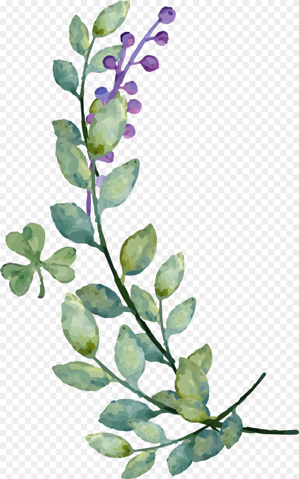 Watercolor Leaves Image Mart Watercolor Green Leaves, Acanthaceae, Plant, Petal, Flower Png