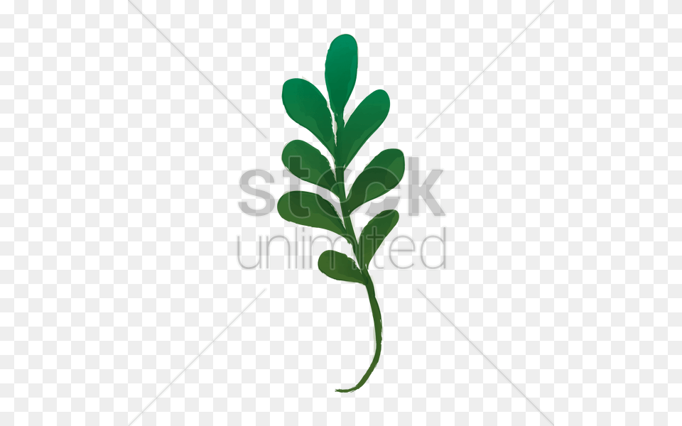 Watercolor Leaves Vector Image, Herbal, Herbs, Leaf, Plant Free Png