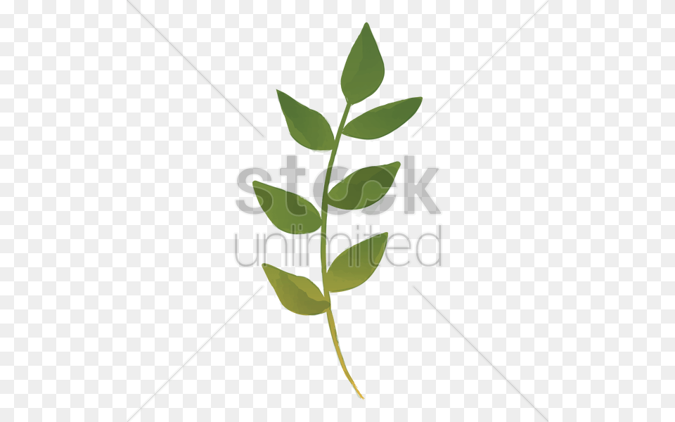 Watercolor Leaves Vector Image, Herbal, Herbs, Leaf, Plant Free Png