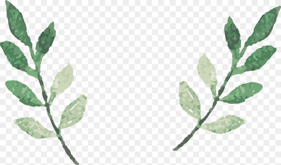 Watercolor Leaves Vector Watercolor Leaves Leaves, Leaf, Plant, Herbal, Herbs Free Transparent Png