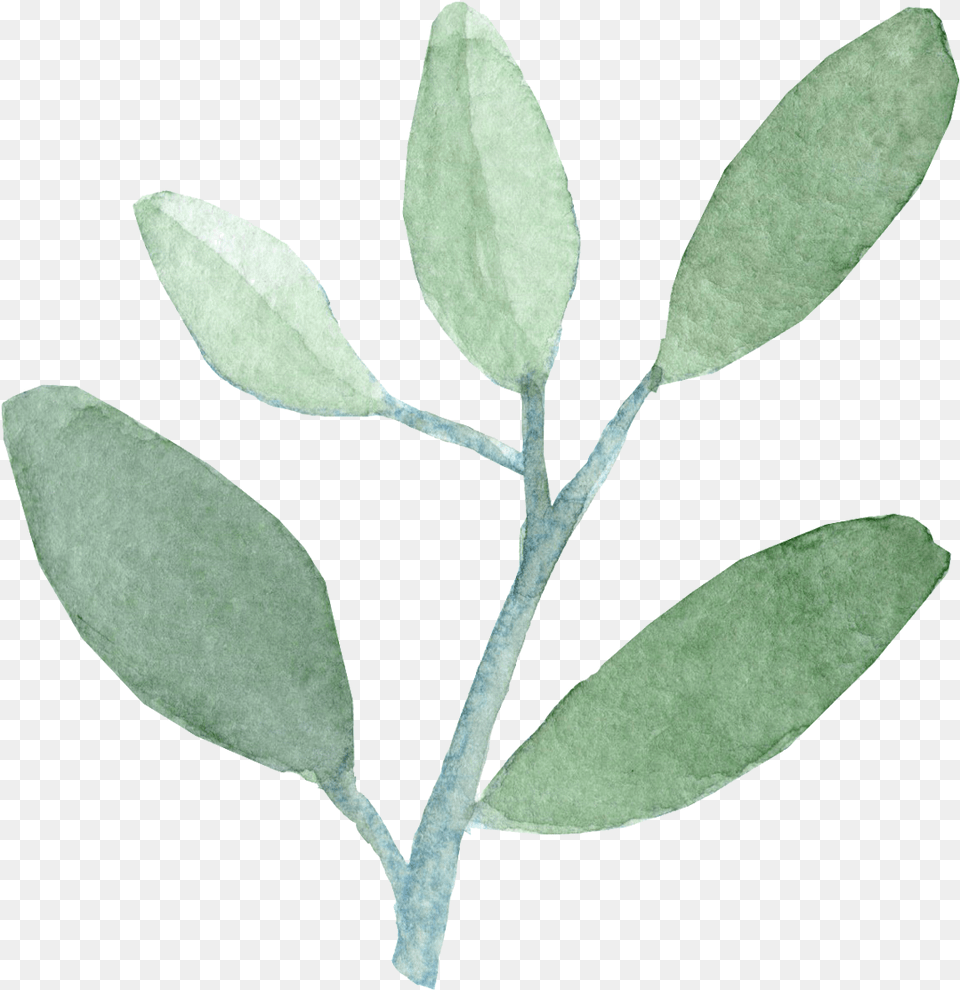 Watercolor Leaves Watercolor Leaves No Background, Leaf, Plant, Tree, Annonaceae Png Image