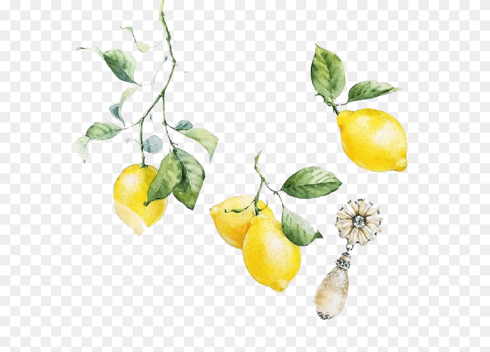 Watercolor Lemon, Citrus Fruit, Food, Fruit, Plant Png