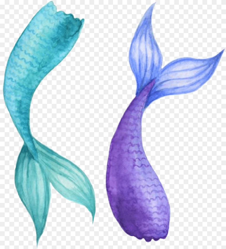 Watercolor Mermaidtail Mermaid Tail Teal Purple Mermaid Tail Watercolor, Flower, Plant, Petal, Aquatic Png
