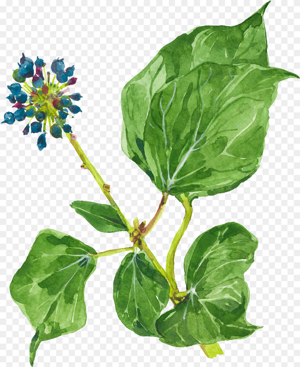 Watercolor Minimalistic Plant Decorative Watercolor Painting, Flower, Herbal, Herbs, Leaf Png