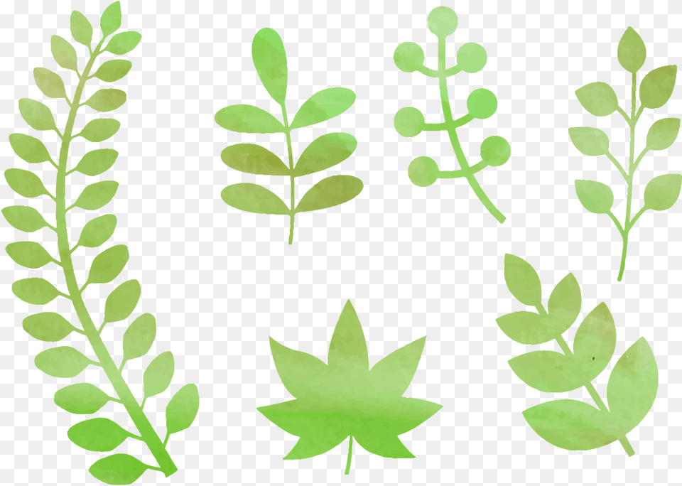 Watercolor Natural Elements Vetores Folhas, Green, Herbal, Herbs, Leaf Free Png