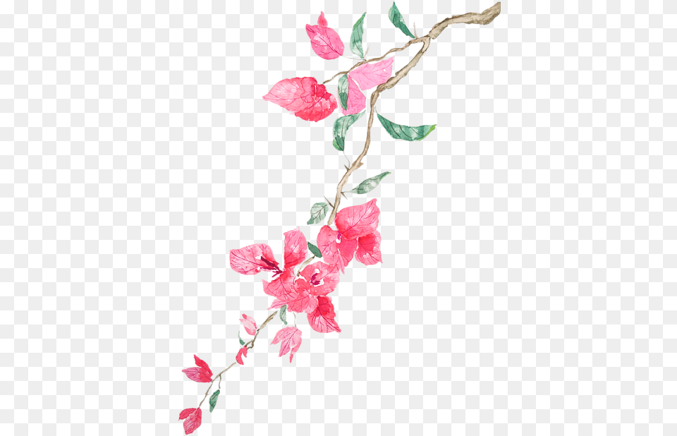 Watercolor Of Bougainvillea, Flower, Petal, Plant, Acanthaceae Free Transparent Png