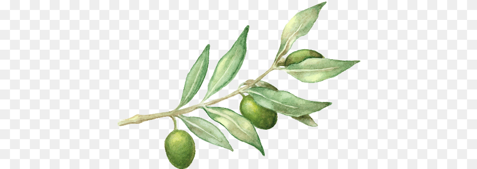 Watercolor Olive Branch Picture Olive Branches Watercolor, Citrus Fruit, Food, Fruit, Leaf Png Image