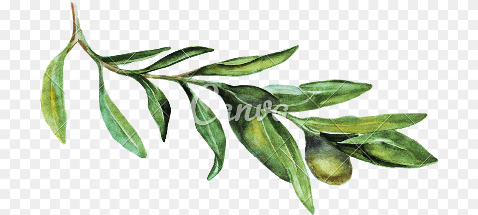 Watercolor Olive Branch Picture Portable Network Graphics, Herbal, Herbs, Leaf, Plant Png