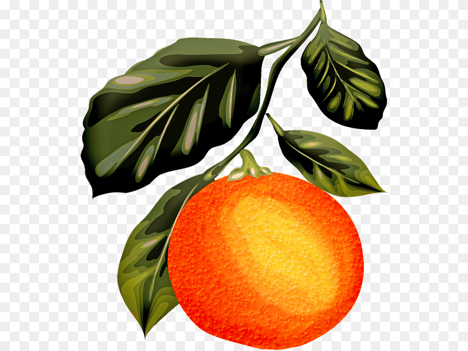 Watercolor Orange Orange Fruit Leaves Vintage Lukisan Cat Air Jeruk, Citrus Fruit, Food, Grapefruit, Plant Free Transparent Png