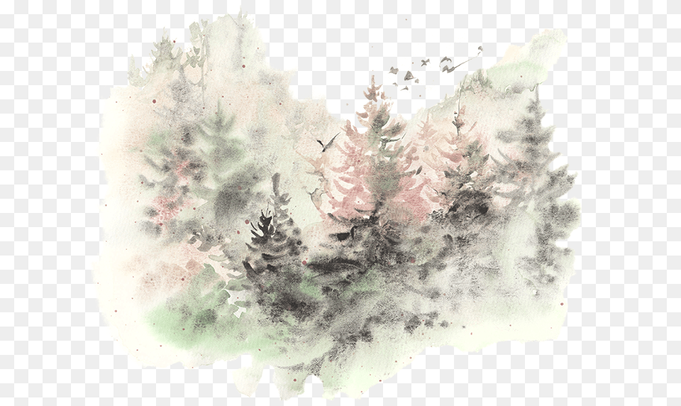 Watercolor Paint, Tree, Plant, Fir, Conifer Free Png Download