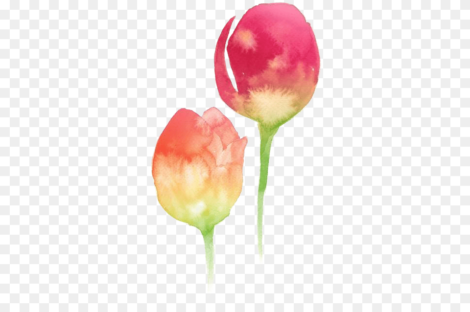 Watercolor Paint, Flower, Petal, Plant, Rose Free Png Download