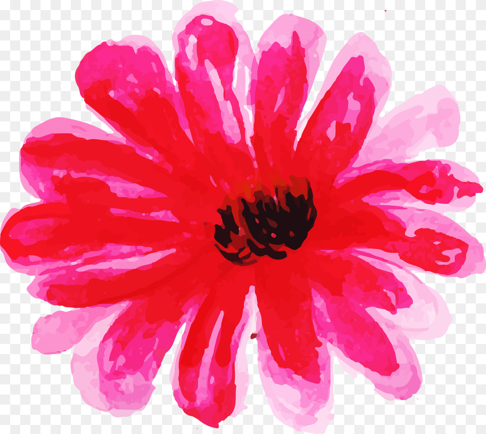 Watercolor Paint, Dahlia, Daisy, Flower, Petal Png