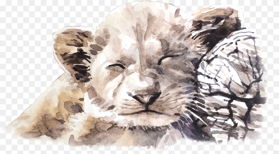 Watercolor Paint, Art, Animal, Lion, Mammal Png Image