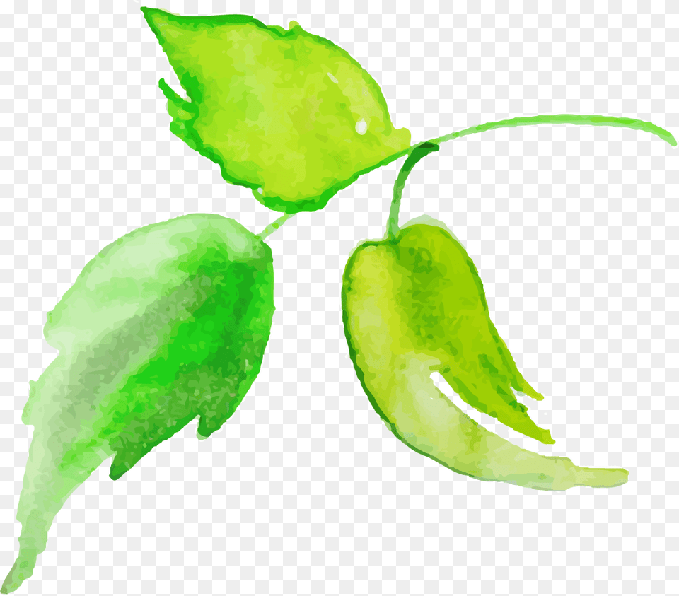 Watercolor Paint, Leaf, Plant, Herbal, Herbs Free Transparent Png