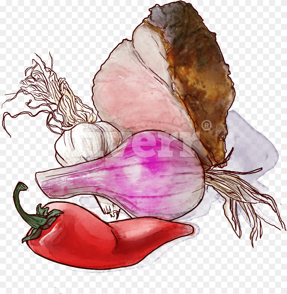 Watercolor Paint, Animal, Invertebrate, Sea Life, Seashell Png