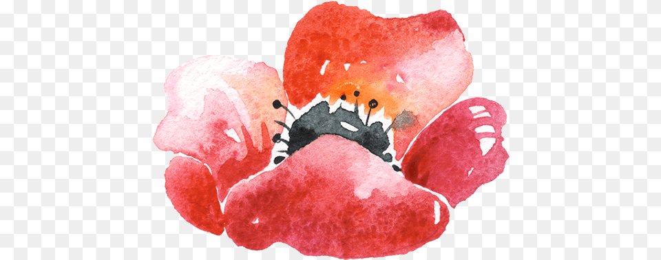 Watercolor Paint, Flower, Petal, Plant, Poppy Png