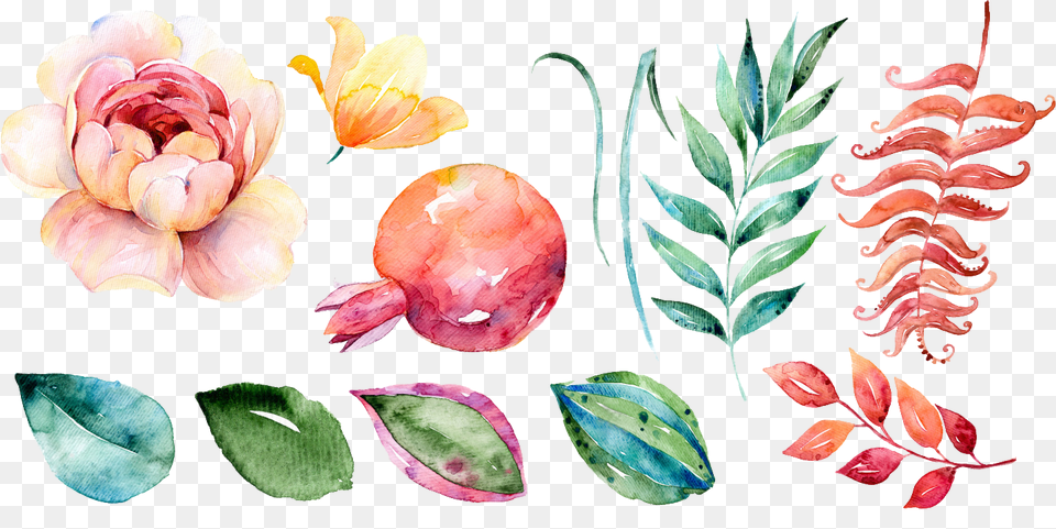 Watercolor Paint Coconut Flower Water Color, Plant, Petal, Rose, Fungus Free Png Download