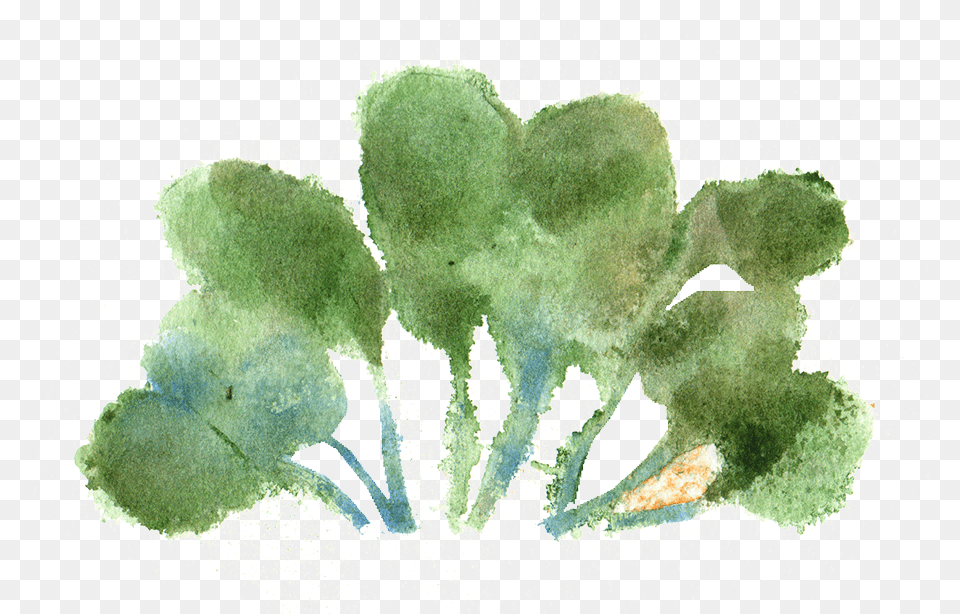 Watercolor Paint Watercolor Paint, Herbal, Herbs, Leaf, Plant Free Png Download