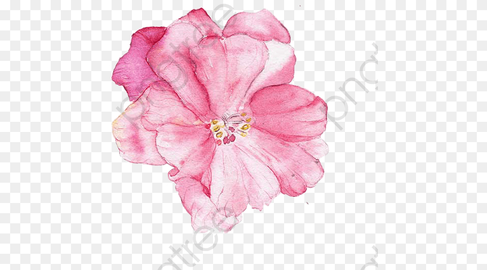 Watercolor Painting, Anemone, Anther, Flower, Geranium Free Png