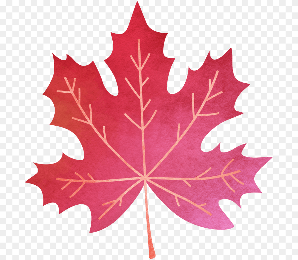 Watercolor Painting, Leaf, Maple Leaf, Plant, Tree Free Png Download